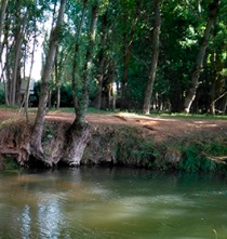 Chopos a orillas del río Tajuña